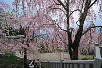 川井峠のしだれ桜の写真