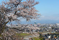 呉羽山公園の桜の写真
