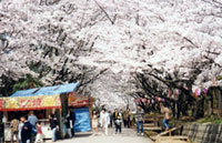 宮野運動公園の桜の写真