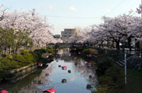 湊川リバーウォーク（からくり時計）の桜の写真