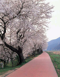 レインボーパーク南条の桜の写真
