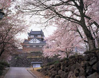 越前大野城（亀山公園）の桜の写真
