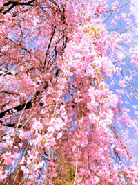 退蔵院の桜の写真