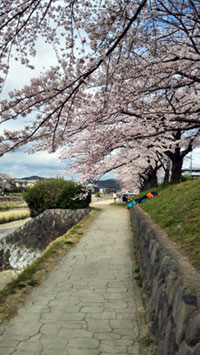 高野川堤の桜の写真