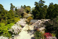 笠森観音（笠森寺）の桜の写真