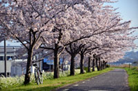 石川河川敷堤防の桜の写真