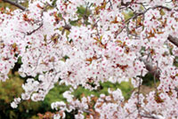 花博記念公園鶴見緑地の桜の写真