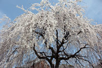 本満寺の桜の写真