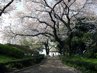 山手公園の桜の写真