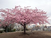 西郷山公園の桜の写真