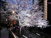 品川区立五反田ふれあい水辺広場の桜の写真