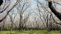 庄内緑地公園の桜の写真