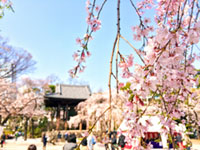 増上寺の桜の写真
