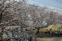 走水水源地の桜の写真