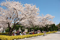 ヴェルニー公園の桜の写真