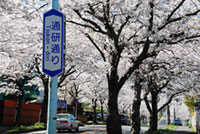 通研通りの桜の写真