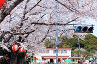 根岸公園（交通公園）の桜の写真