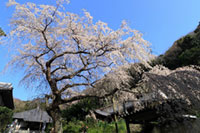等覚寺の桜の写真