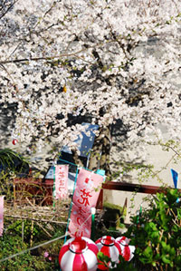 慈眼院の桜の写真