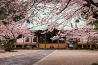 光明寺の桜の写真
