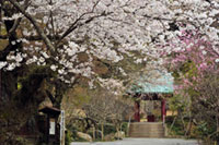 光則寺の桜の写真