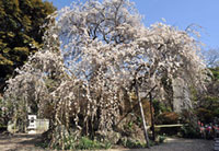 宝戒寺の桜の写真