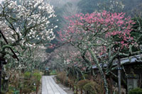 東慶寺の桜の写真
