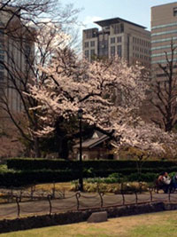 日比谷公園の桜の写真