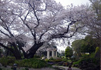 港の見える丘公園の桜の写真