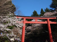 香取神宮の桜の写真
