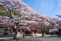 鞍馬寺の桜の写真