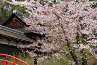 下鴨神社の桜の写真