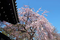 聖護院門跡の桜の写真