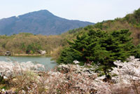 宝ヶ池の桜の写真