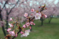 親水公園の桜の写真