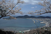 象鼻ヶ岬県立室積公園の桜の写真