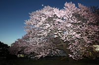 防府市立向島小学校の桜の写真