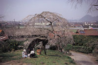 南明寺の桜の写真