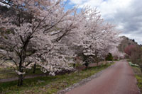 吾妻川自然遊歩道（新巻遊歩道）の桜の写真