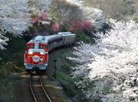 わたらせ渓谷鐵道の桜の写真