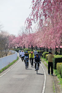 サイクリングロードの桜の写真