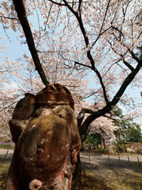 茂林寺の桜の写真