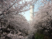 佐久発電所の桜の写真