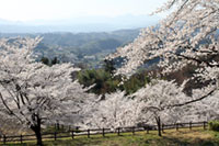 後閑城址公園の桜の写真