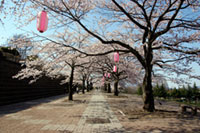 渋川市総合公園の桜の写真