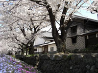 城下町小幡の桜の写真