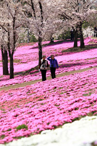 八王子山公園（太田市北部運動公園）の桜の写真