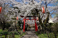 山際公園の桜の写真