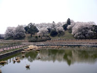 七輿山古墳の桜の写真