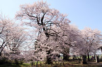 長柄神社の桜の写真